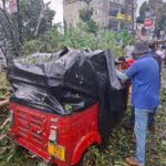 பல்லேகெலேயில் திடீர் கனமழையால் பல மரங்கள் விழுந்தன