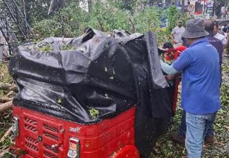 பல்லேகெலேயில் திடீர் கனமழையால் பல மரங்கள் விழுந்தன