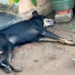 10 நாய்கள் விஷம் வைத்து கொலை