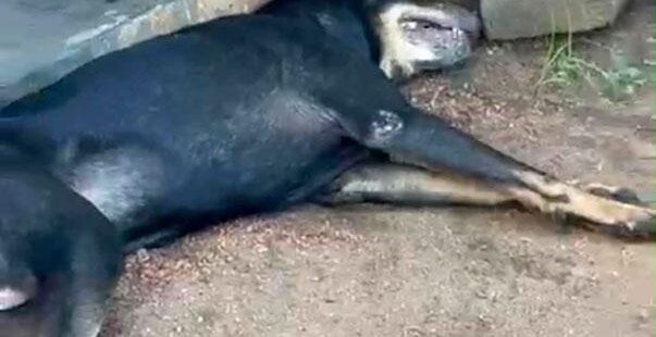 10 நாய்கள் விஷம் வைத்து கொலை