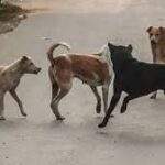 இலங்கையின் தெரு விலங்குகளைப் பாதுகாப்பதற்கான நடவடிக்கை