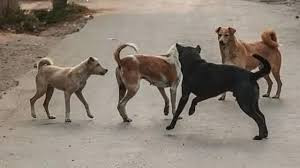 இலங்கையின் தெரு விலங்குகளைப் பாதுகாப்பதற்கான நடவடிக்கை