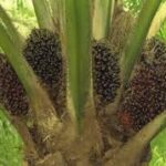 பனை எண்ணெய் இறக்குமதிக்காக இலங்கை140 022 மில்லியன் செலவிடுகிறது