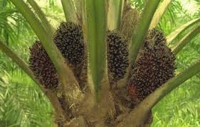 பனை எண்ணெய் இறக்குமதிக்காக இலங்கை140 022 மில்லியன் செலவிடுகிறது