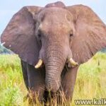 யானை தாக்குதலில் மூவர் பலி