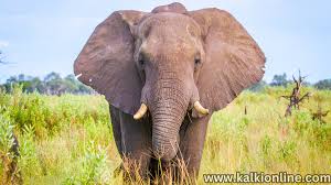 யானை தாக்குதலில் மூவர் பலி