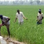 விவசாயிகளுக்கு இழப்பீடு வழங்க ரூ. 1.2 பில்லியன் ஒதுக்கீடு