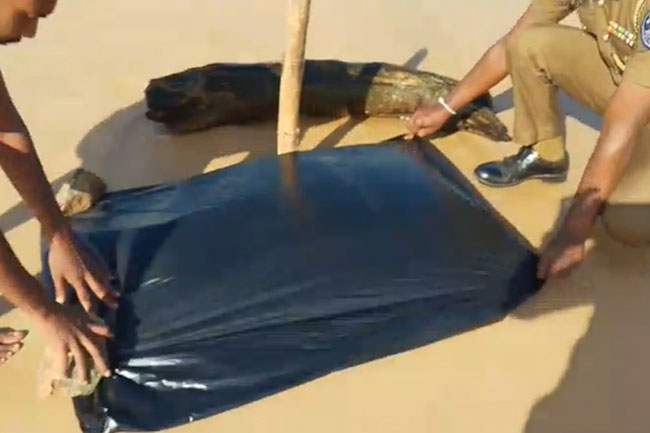 கரை ஒதுங்கிய மனித தலை பதட்டம்