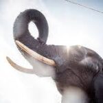 இலங்கையில் ஜனவரி முதல் மே வரை 128 காட்டு யானைகள் உயிரிழந்தன