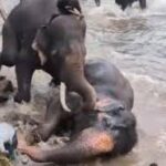 தமிழக சுற்றுலா பயணியை அடித்து கொன்ற யானை
