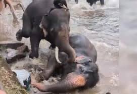 தமிழக சுற்றுலா பயணியை அடித்து கொன்ற யானை
