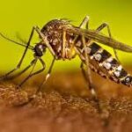 இலங்கையில் டெங்கு பரவல் பெருந்தொற்று நிலையை எட்டியுள்ளது