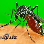 இலங்கையில் புதிய மலேரியா ஒட்டுண்ணி அச்சுறுத்தல்