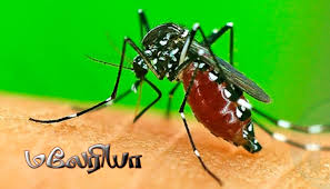 இலங்கையில் புதிய மலேரியா ஒட்டுண்ணி அச்சுறுத்தல்