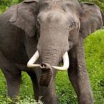 யானைப் பல் புலிப் பல் விற்றவருக்கு 450000 அபராதம்
