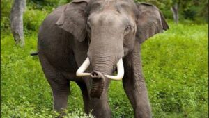 யானைப் பல் புலிப் பல் விற்றவருக்கு 450000 அபராதம்