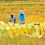 305 மெட்ரிக் டன் நெல் கொள்முதல்