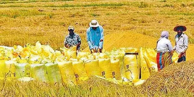 305 மெட்ரிக் டன் நெல் கொள்முதல்