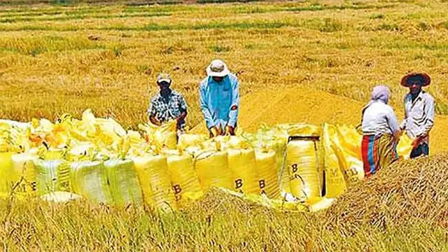 305 மெட்ரிக் டன் நெல் கொள்முதல்