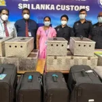 பண்டாரநாயக்க சர்வதேச விமான நிலையத்தில் (BIA) 64 அரிய வகை புறாக்களுடன் இரண்டு இலங்கை பயணிகள் கைது