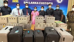 பண்டாரநாயக்க சர்வதேச விமான நிலையத்தில் (BIA) 64 அரிய வகை புறாக்களுடன் இரண்டு இலங்கை பயணிகள் கைது