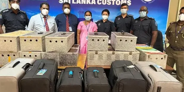 பண்டாரநாயக்க சர்வதேச விமான நிலையத்தில் (BIA) 64 அரிய வகை புறாக்களுடன் இரண்டு இலங்கை பயணிகள் கைது