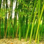 யானை தாக்குதல் முடிவு சீனா அமைக்கும் மூங்கில் வேலி
