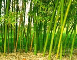 யானை தாக்குதல் முடிவு சீனா அமைக்கும் மூங்கில் வேலி