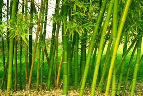 யானை தாக்குதல் முடிவு சீனா அமைக்கும் மூங்கில் வேலி