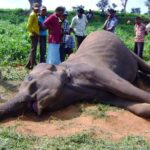 மனித யானை மோதலில் பலர் உயிரிழப்பு