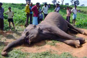 மனித யானை மோதலில் பலர் உயிரிழப்பு