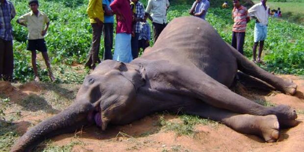 மனித யானை மோதலில் பலர் உயிரிழப்பு