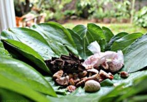 பக்தர்களுக்கு வெற்றிலை புகையிலை வழங்கியவரை தூக்கிய அனுரா அரசு