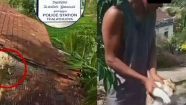 தலத்துவோயாவில் வைரலான பூனை மீதான கொடுமைச் சம்பவம் தொடர்பாக இருவர் கைது