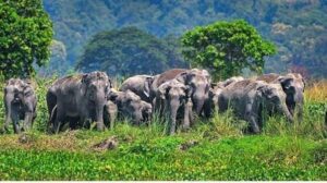 எரியும் தீப்பந்தங்களுடன் போராட்டம்