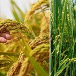 சாகுபடிப் பருவங்களையும் பாதுகாக்க உதவி