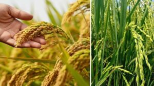 சாகுபடிப் பருவங்களையும் பாதுகாக்க உதவி
