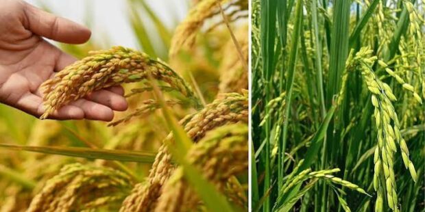சாகுபடிப் பருவங்களையும் பாதுகாக்க உதவி