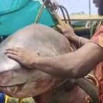 சுறா மீன்பிடித் தொழிலின் நிர்வாகத்தை வலுப்படுத்த இலங்கை முடிவு