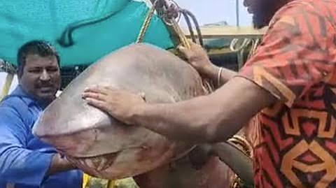 சுறா மீன்பிடித் தொழிலின் நிர்வாகத்தை வலுப்படுத்த இலங்கை முடிவு