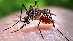 இலங்கையில் டெங்கு மரண எண்ணிக்கை 71 ஆக உயர்வு