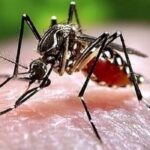 டெங்கு வார்டுகள் நிரம்பி வழிகின்றன