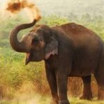 மனித யானை மோதலைக் குறைக்க உதவும் வகையில் தமனாவில் பீட்டு அலுவலகம்
