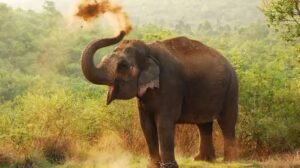 மனித யானை மோதலைக் குறைக்க உதவும் வகையில் தமனாவில் பீட்டு அலுவலகம்