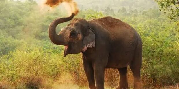 மனித யானை மோதலைக் குறைக்க உதவும் வகையில் தமனாவில் பீட்டு அலுவலகம்