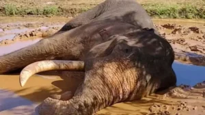 கவந்திஸ்ஸா’ ஆண் யானை சுடப்பட்ட சம்பவம் தொடர்பாக மேலும் ஐந்து சந்தேக நபர்கள் கைது