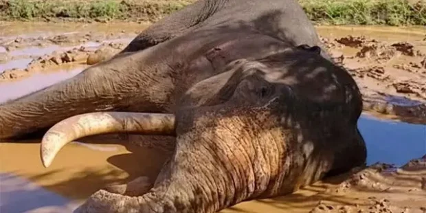 கவந்திஸ்ஸா’ ஆண் யானை சுடப்பட்ட சம்பவம் தொடர்பாக மேலும் ஐந்து சந்தேக நபர்கள் கைது