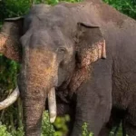 அக்போ' என்ற ஆண் யானையைக் கண்டுபிடிக்க சிறப்பு இராணுவக் குழு அனுப்பப்பட்டது