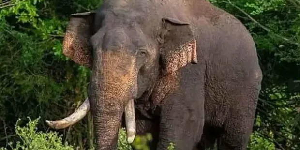 அக்போ' என்ற ஆண் யானையைக் கண்டுபிடிக்க சிறப்பு இராணுவக் குழு அனுப்பப்பட்டது