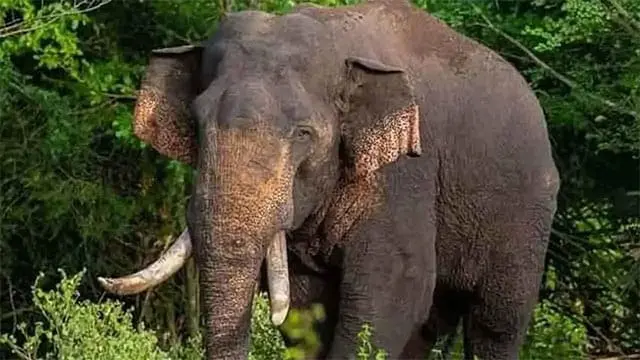 அக்போ' என்ற ஆண் யானையைக் கண்டுபிடிக்க சிறப்பு இராணுவக் குழு அனுப்பப்பட்டது